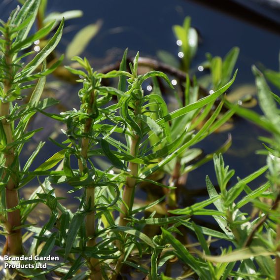 Preslia cervina (Marginal Aquatic)