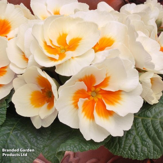 Winter Bedding Super Saver Collection