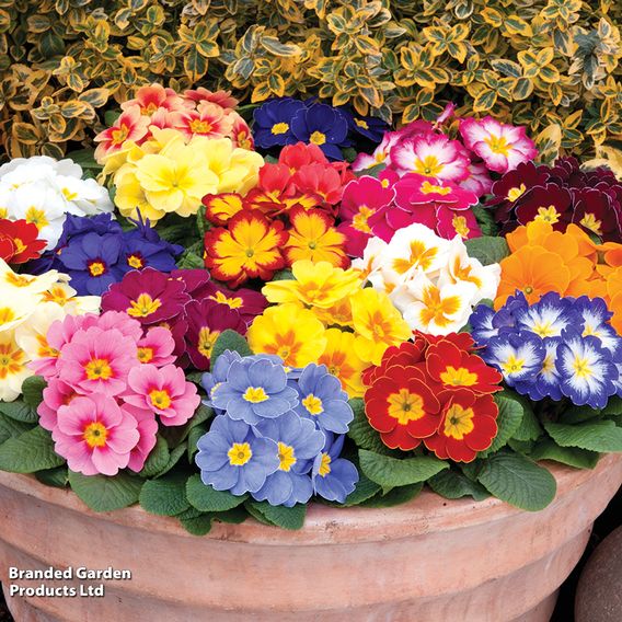 Primrose 'Alaska Improved Mixed'