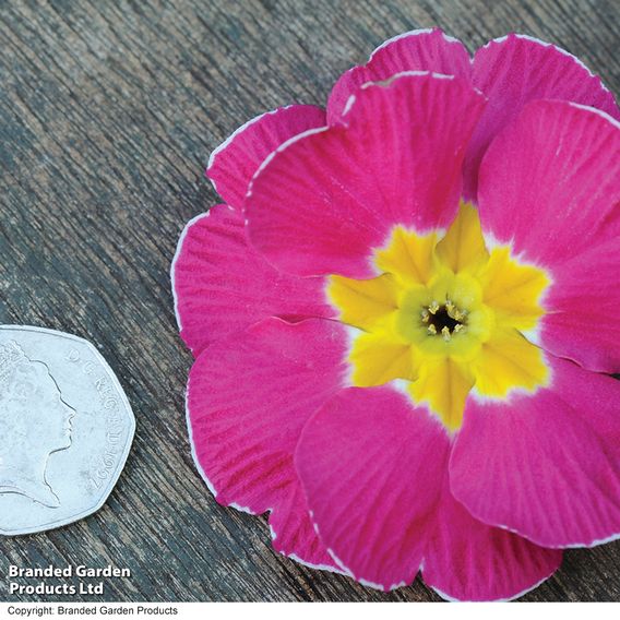 Primrose 'Alaska Improved Mixed'