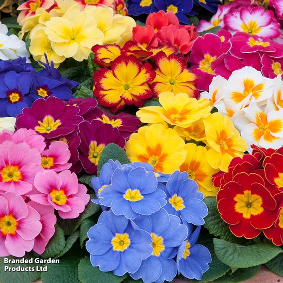 Primrose 'Alaska Improved Mixed'