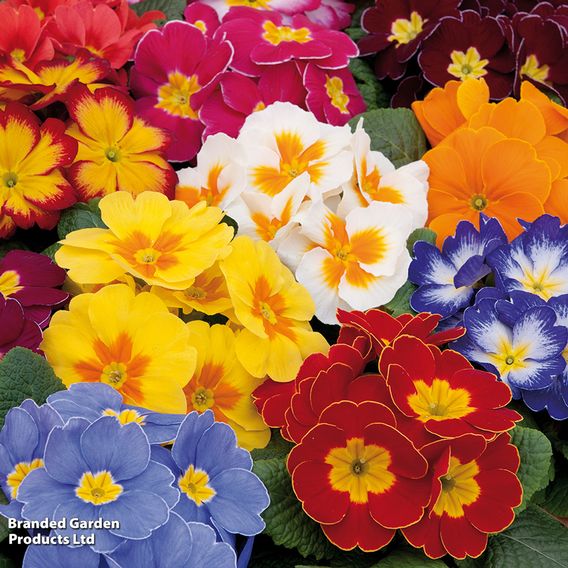 Primrose 'Alaska Improved Mixed'