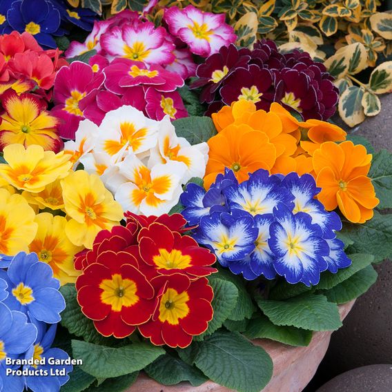 Primrose 'Alaska Improved Mixed'