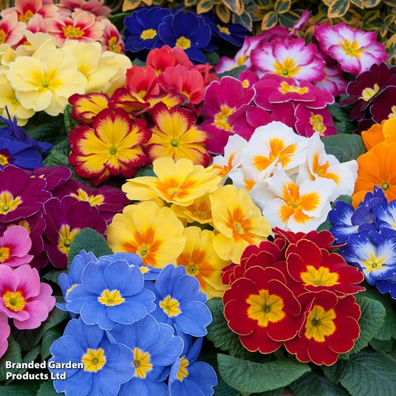 Primrose 'Alaska Improved Mixed'