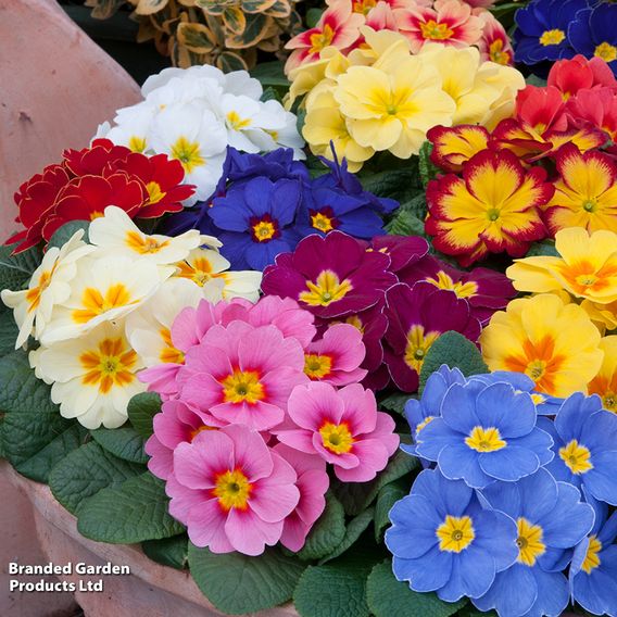 Primrose 'Alaska Improved Mixed'