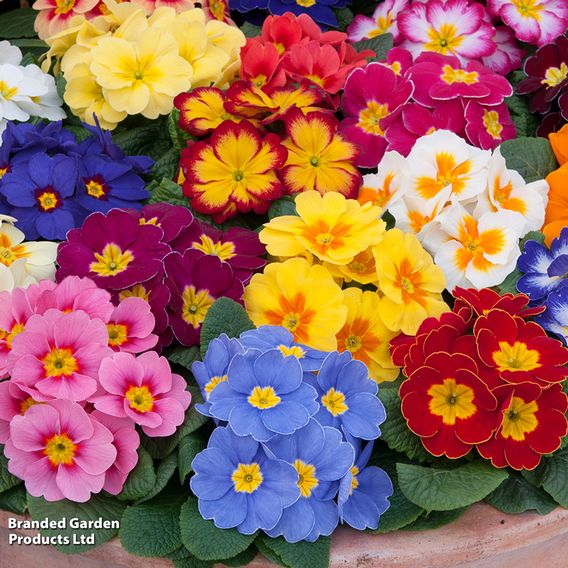 Primrose 'Alaska Improved Mixed'