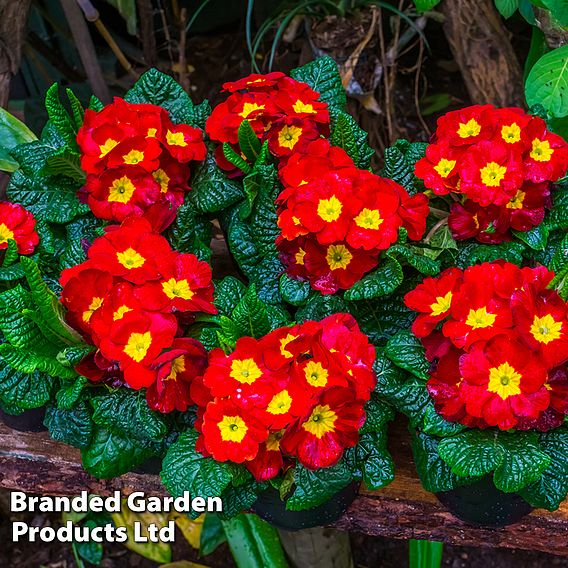 Primrose 'Best Red'