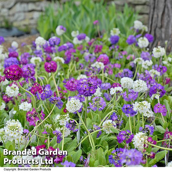 Primula denticulata 'Mixed'