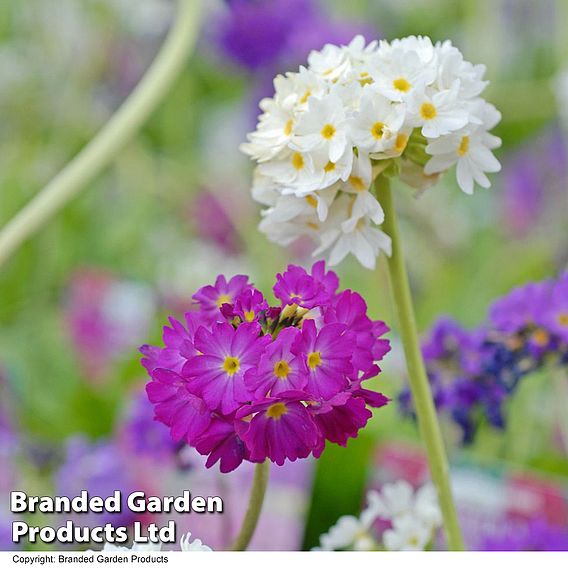 Primula denticulata 'Mixed'