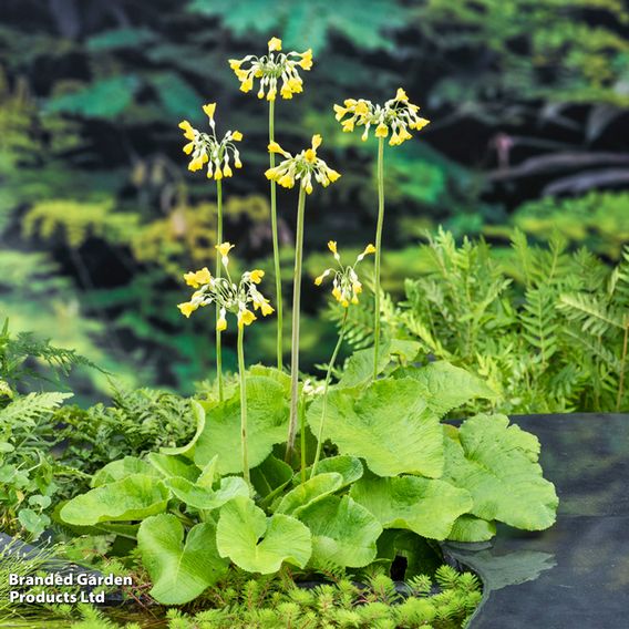 Primula florindae (Marginal Aquatic)