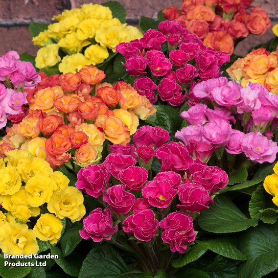 Primrose 'Primlet Mix'