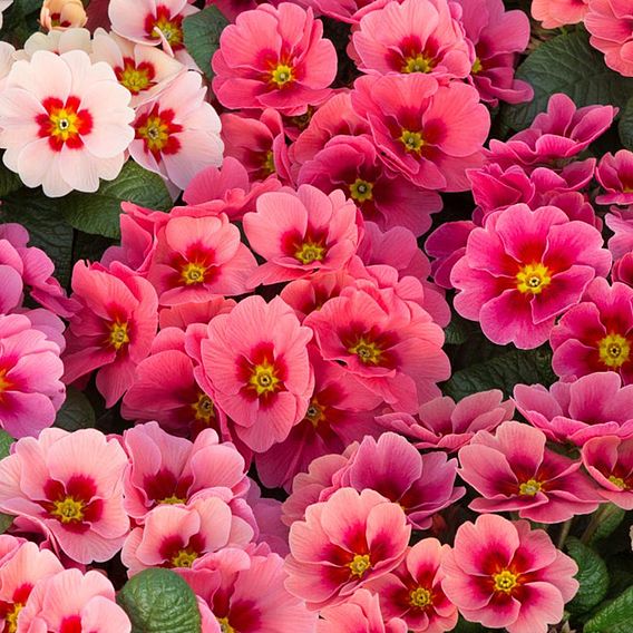 Primrose Plants - Husky Raspberry Punch