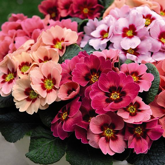 Primrose Plants - Husky Raspberry Punch