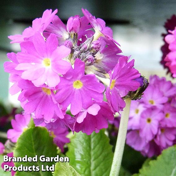 Primula denticulata 'Red'