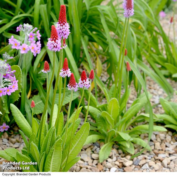 Primula vialii