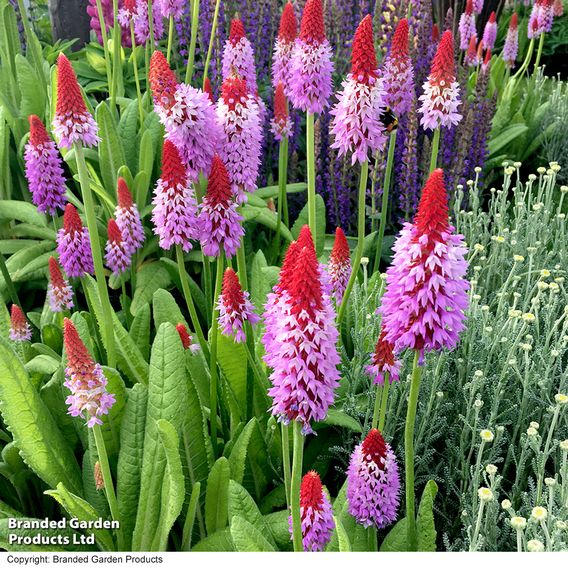 Primula vialii