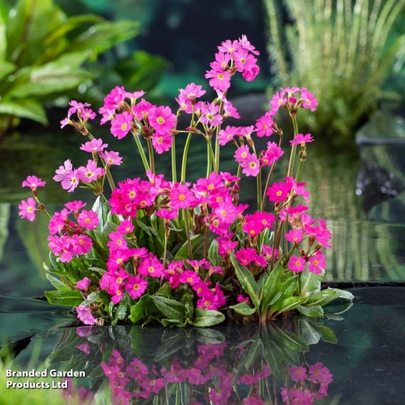 Primula rosea (Marginal Aquatic)