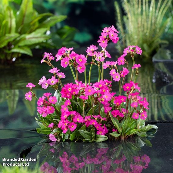 Primula rosea (Marginal Aquatic)