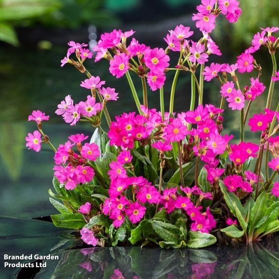 Primula rosea (Marginal Aquatic)