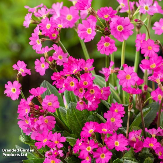 Primula rosea (Marginal Aquatic)
