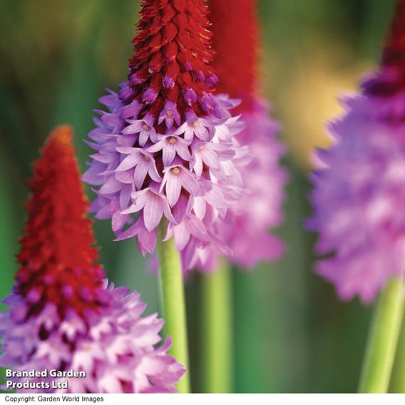 Primula vialii