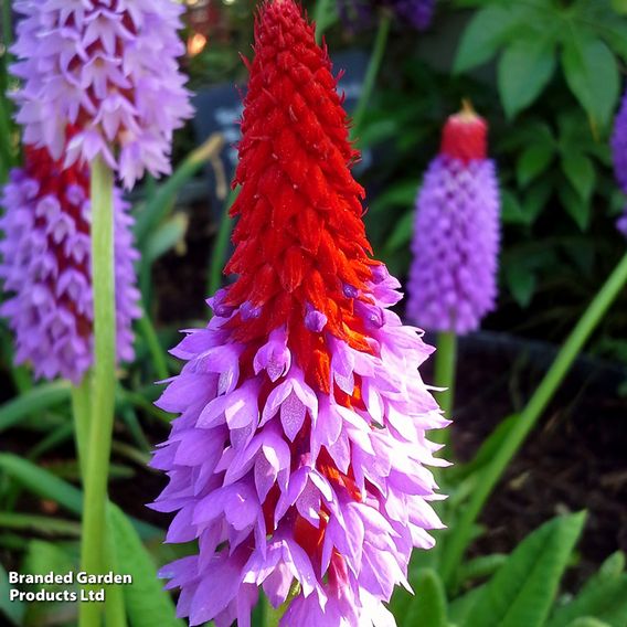 Primula vialii