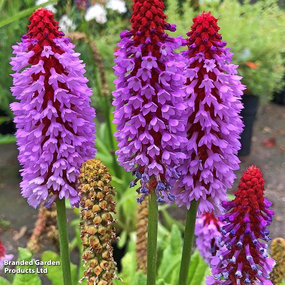 Primula vialii