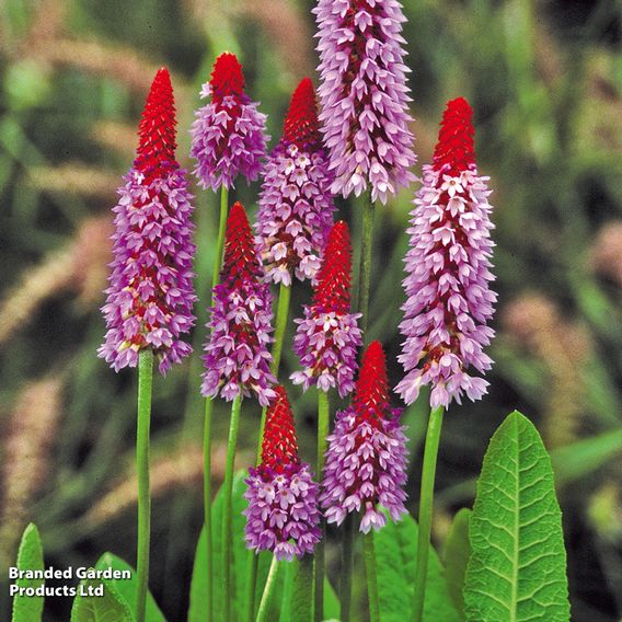 Primula vialii