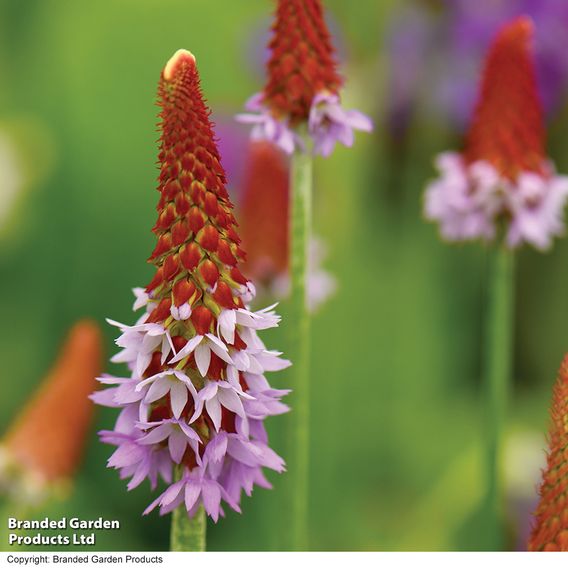 Primula vialii