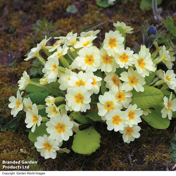 Primula vulgaris