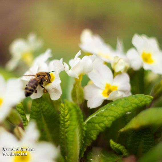 Primula vulgaris