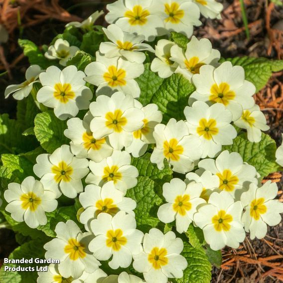 Primula vulgaris