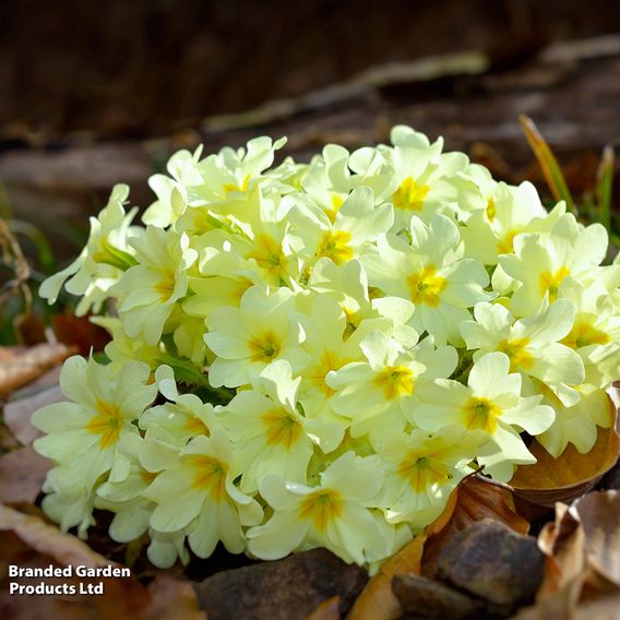 Primula vulgaris