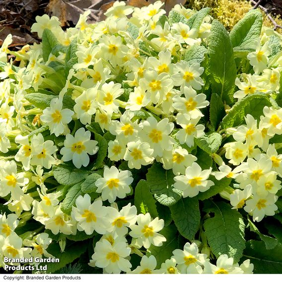 Primula vulgaris