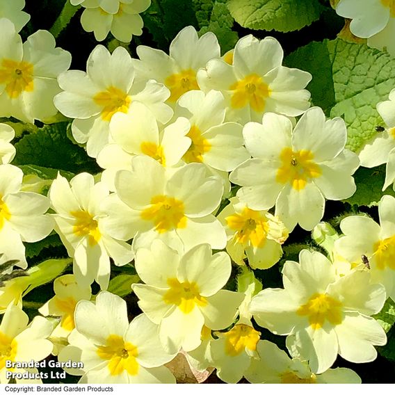 Primula vulgaris