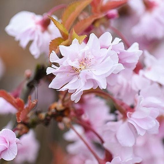 Prunus incisa 'Oshidori'
