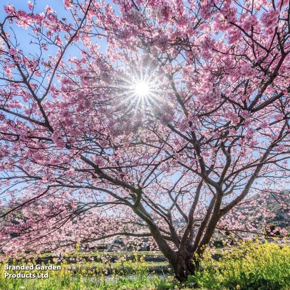 Prunus 'Accolade' (Mature Tree)