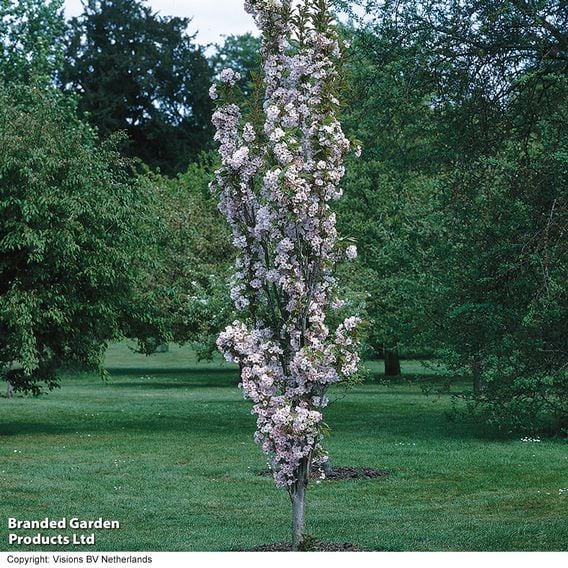 Prunus 'Amanogawa' (Mature Tree)