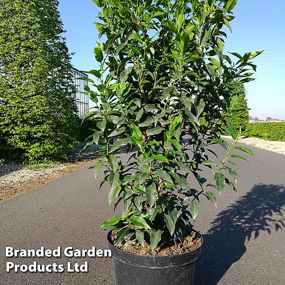 Prunus lusitanica 'Angustifolia' (Hedging)