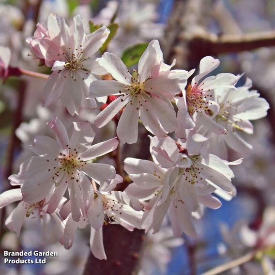 Prunus x subhirtella 'Autumnalis Rosea'