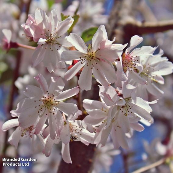 Prunus x subhirtella 'Autumnalis Rosea' (Mature Tree)
