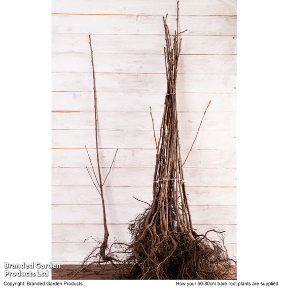 Wild Cherry (Hedging)