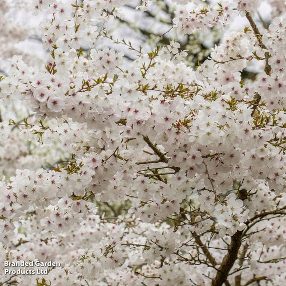 Prunus 'The Bride' (Mature Tree)