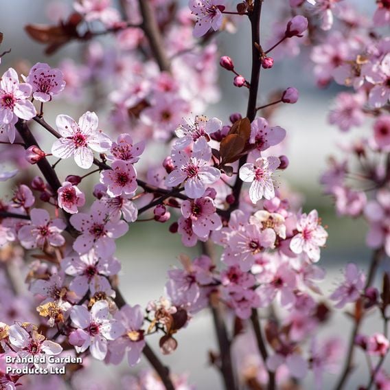 Prunus cerasifera 'Nigra' (Mature Tree)