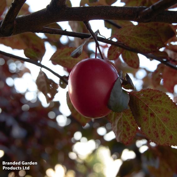 Prunus cerasifera 'Nigra' (Mature Tree)