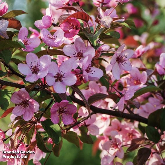 Prunus cerasifera 'Nigra' (Mature Tree)