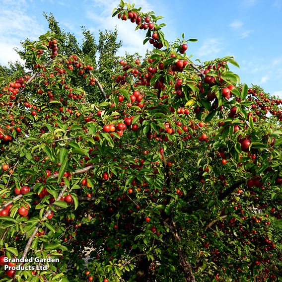 Cherry plum (Hedging)
