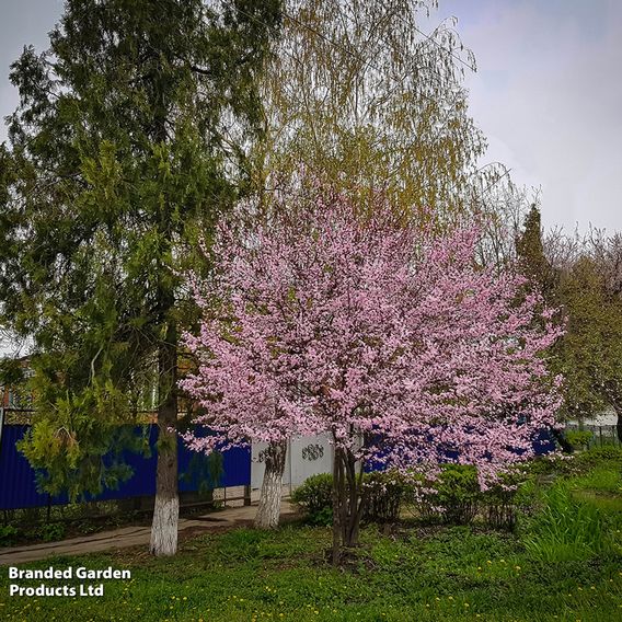 Cherry plum (Hedging)