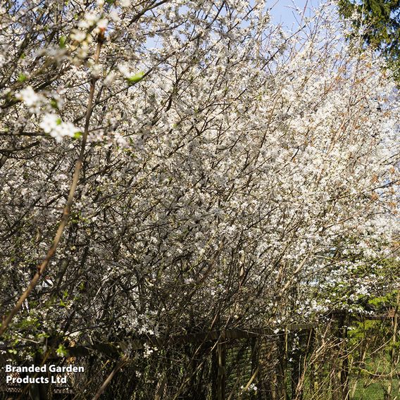 Cherry plum (Hedging)