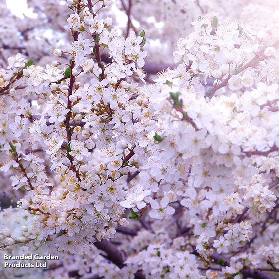 Cherry plum (Hedging)